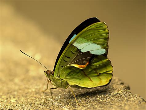 Green Butterfly Wallpaper - WallpaperSafari