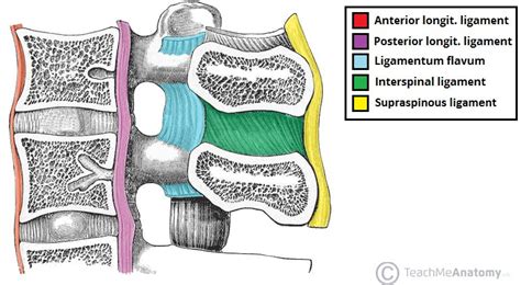 The Lumbar Spine - Joints - Ligaments - TeachMeAnatomy