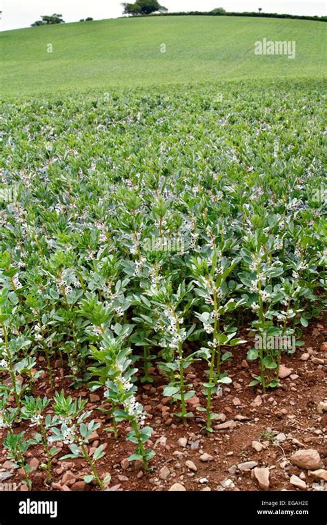 Field beans hi-res stock photography and images - Alamy