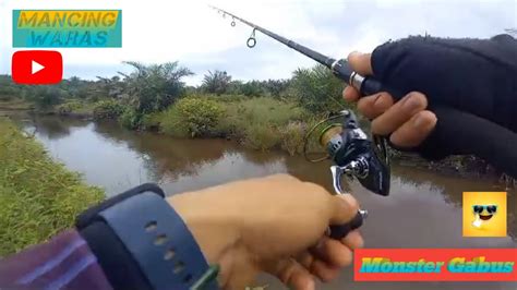 Mancing ikan Gabus || Monster Gabus - YouTube