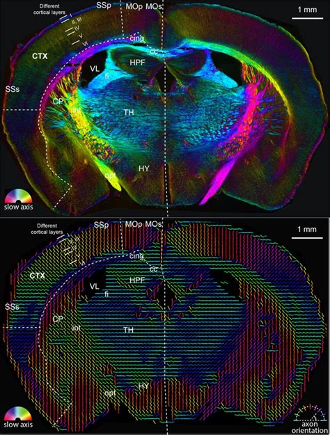 Figures and data in Revealing architectural order with quantitative label-free imaging and deep ...