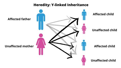 Heredity