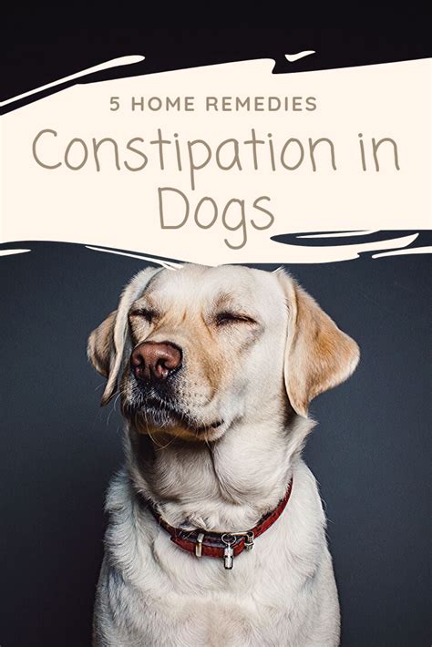 Constipation Relief For Dogs, Dog Constipation Remedies, Dog Remedies, Natural Remedies, Meds ...