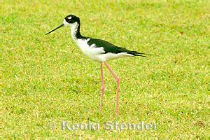 Hawaiian Stilt, Himantopus mexicanus knudseni