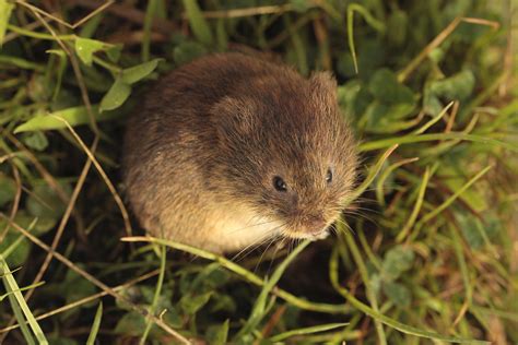 Mouse, vole or rat? - All Things Wildlife.co.uk