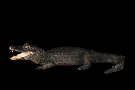 Yacare Caiman | RARE: Creatures of the Photo Ark | Official Site | PBS