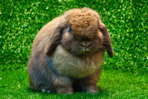 Cutest Bunnies You’ll Want to Take Home | Reader's Digest Canada