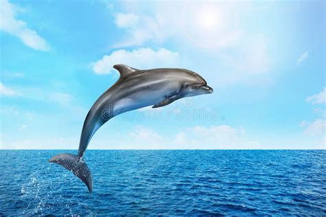 Beautiful Bottlenose Dolphin Jumping Out of Sea with Clear Blue Water on Sunny Day Stock Image ...