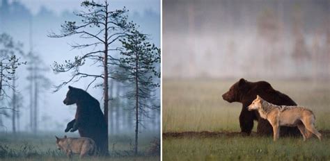 Finland wildlife Archives - MajesticAnimals.net