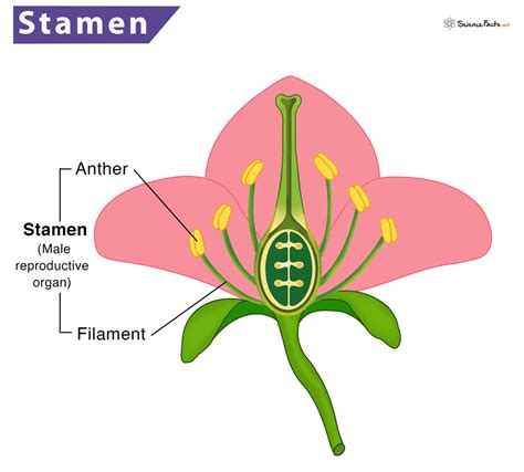 Stamen - Definition, Meaning, Function & Diagram