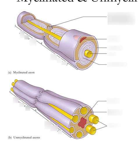 Myelinated Axon Diagram