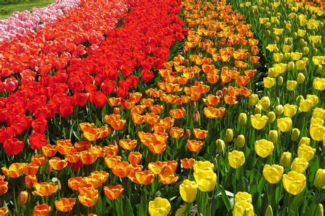 The 5 Best Places To See Tulips In The Netherlands | Places to see ...