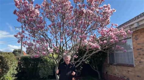 Magnolia Saucer the perfectly flowering 🌷 medium sized tree. - YouTube