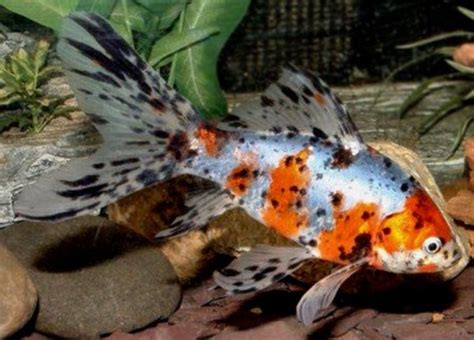 Goldfish Varieties: A Brief Look at Some of the Many Types | PetHelpful