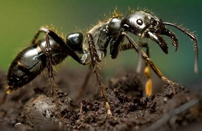 A Few Genes Allow Some Ants and Bees to Switch Castes