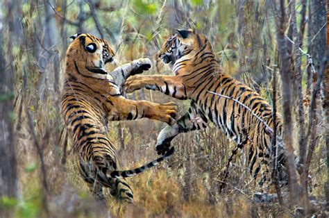 Two Fighting Bengal Tigers, India Photograph by Panoramic Images - Fine Art America