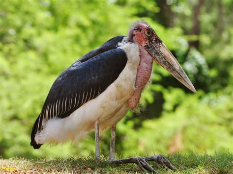 8 Weird Birds From All Over the World