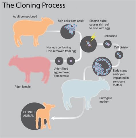 Cloning's Long Legacy — And Why It'll Never Be Used on Humans ...