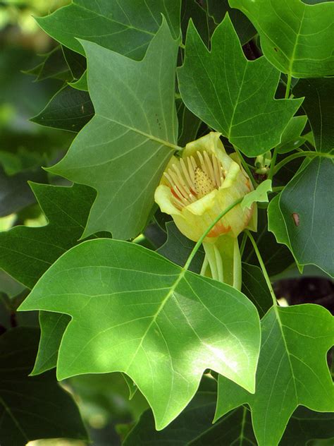 Kentucky State Tree | Tulip Poplar