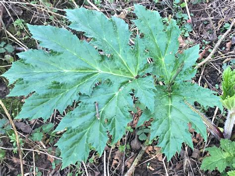 Giant Hogweed Leaves | Bruin Blog