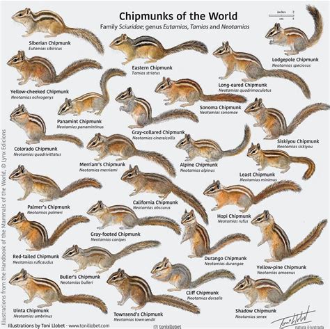 A cool guide to chipmunks : r/coolguides