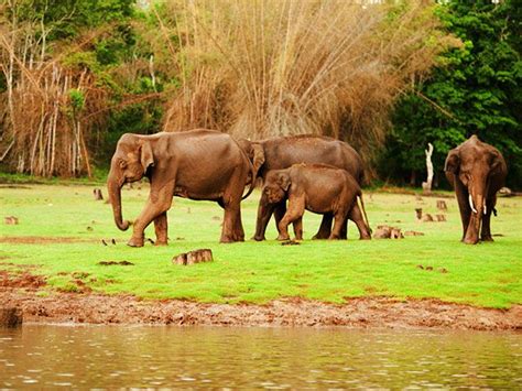 Top 10 Wildlife Sanctuaries and National Parks in Karnataka