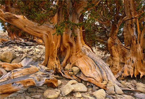 Bristlecone Pine | Another place to sit and contemplate time… | Flickr