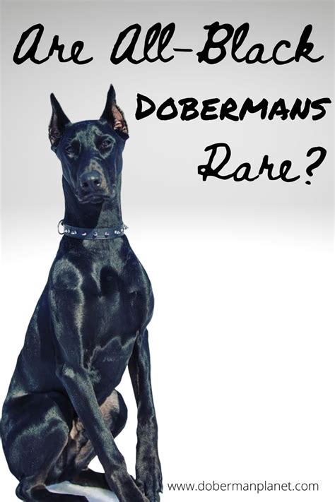 a black dog sitting down with the words are all black dobermanans rare?