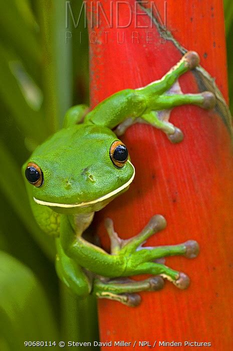 White-lipped Tree Frog stock photo - Minden Pictures