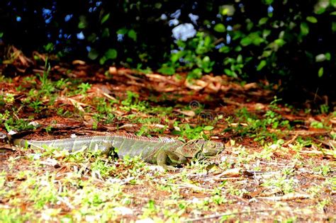 Camouflage Of Green Iguana Walking In Park Stock Photo - Image: 63267906