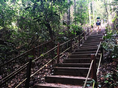 Bukit Timah Nature Reserve: 5 Things To Do | JustRunLah!