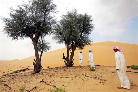 It's official: Ghaf tree is the theme for Year of Tolerance, says Shaikh Mohammad