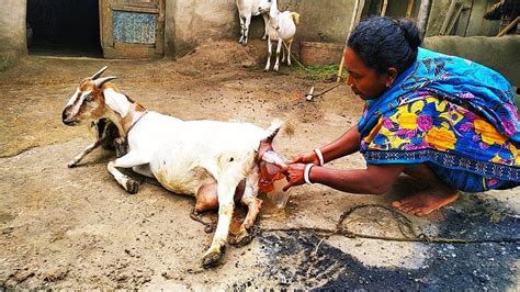 Goat Giving Birth To Baby Goat. Amazing Village Goat Giving "BIRTH" - YouTube