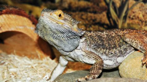 14 Bearded Dragon Accessories & Decorations that your Beardie Will Love