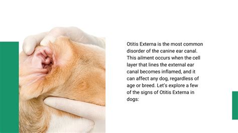 PPT - What is Canine Otitis Externa PowerPoint Presentation, free ...