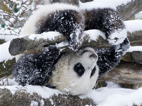 16 super-cute animals who are enjoying the snow more than you | Metro News