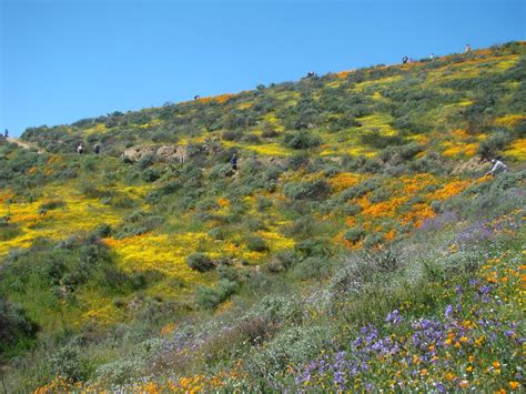 Diamond Valley Lake Wildflower Spectacular – Picturesque Photo Views