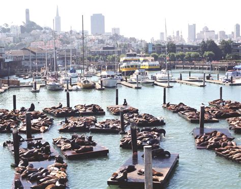 express Magazine - Sea Lions at Fisherman's Wharf