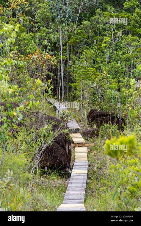 Hiking trail through Bako national Park on Borneo Stock Photo - Alamy