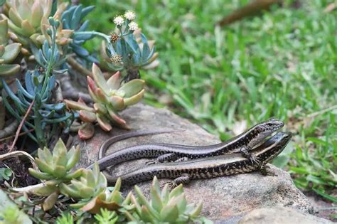 Common Garden Skink - Facts, Diet, Habitat & Pictures on Animalia.bio