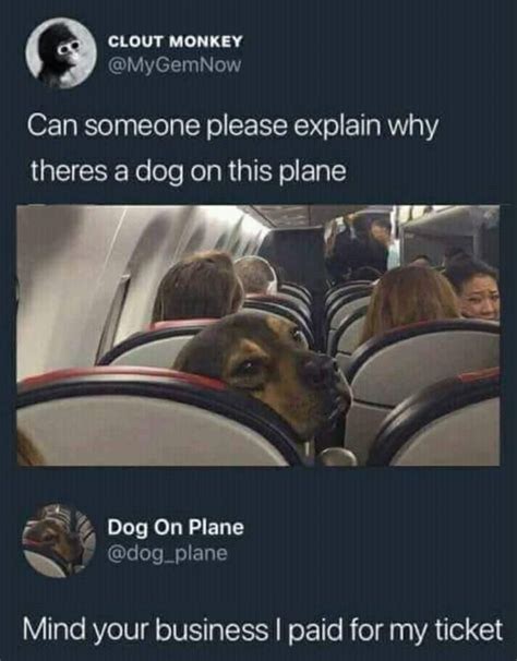 Dog on a plane - Meme by MemeLust :) Memedroid