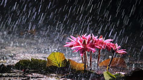 Falling Rain Drops On Pink Water Lily Flower Green Leaves HD Rain ...