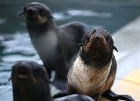 The Family Otariidae: Characteristics of Eared Seals and Sea Lions