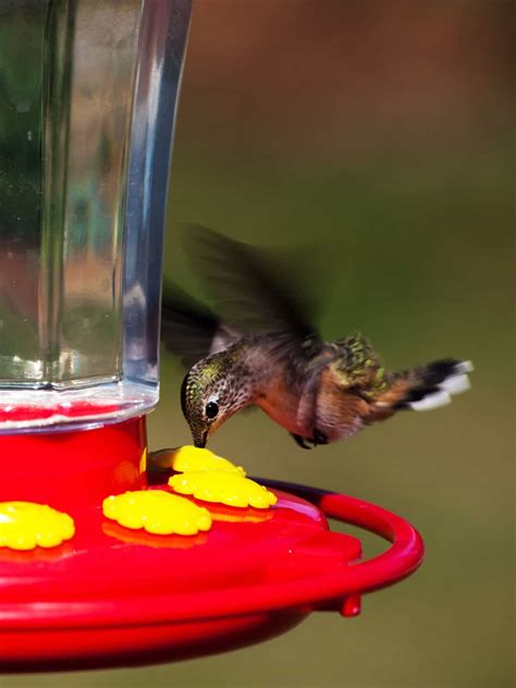 How to Choose the Best Hummingbird Feeder: Reviews, Tips, Nectar Recipes… | JustBirding