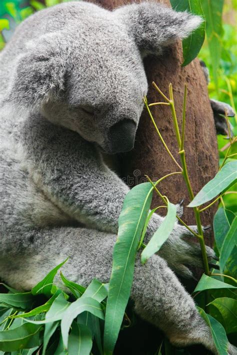 Sleeping Koala bear stock photo. Image of eucalypt, eucalypti - 15271398