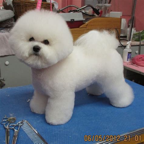 282 best Love Love Bichon Frise Puppy images on Pinterest