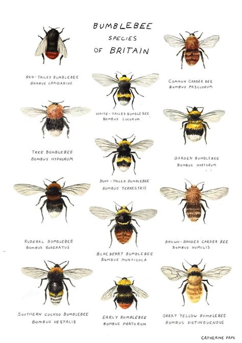 Bumblebee Species Art Print A4 Bee Poster - Etsy | Bumble bee, Bee ...