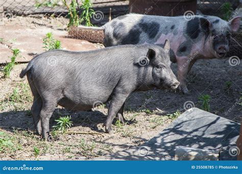 Two farm pigs stock image. Image of barn, grass, meat - 25508785