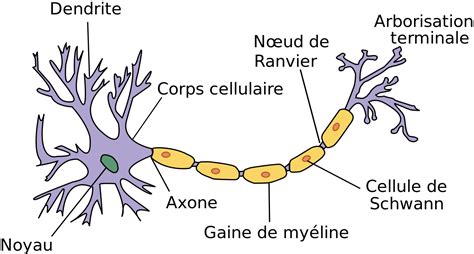 Fichier:Neurone français schéma.svg — Wikipédia