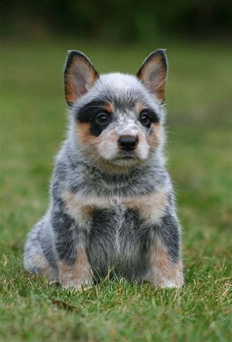 Boyero australiano El boyero australiano, también conocido como Australian cattle dog, es un ...